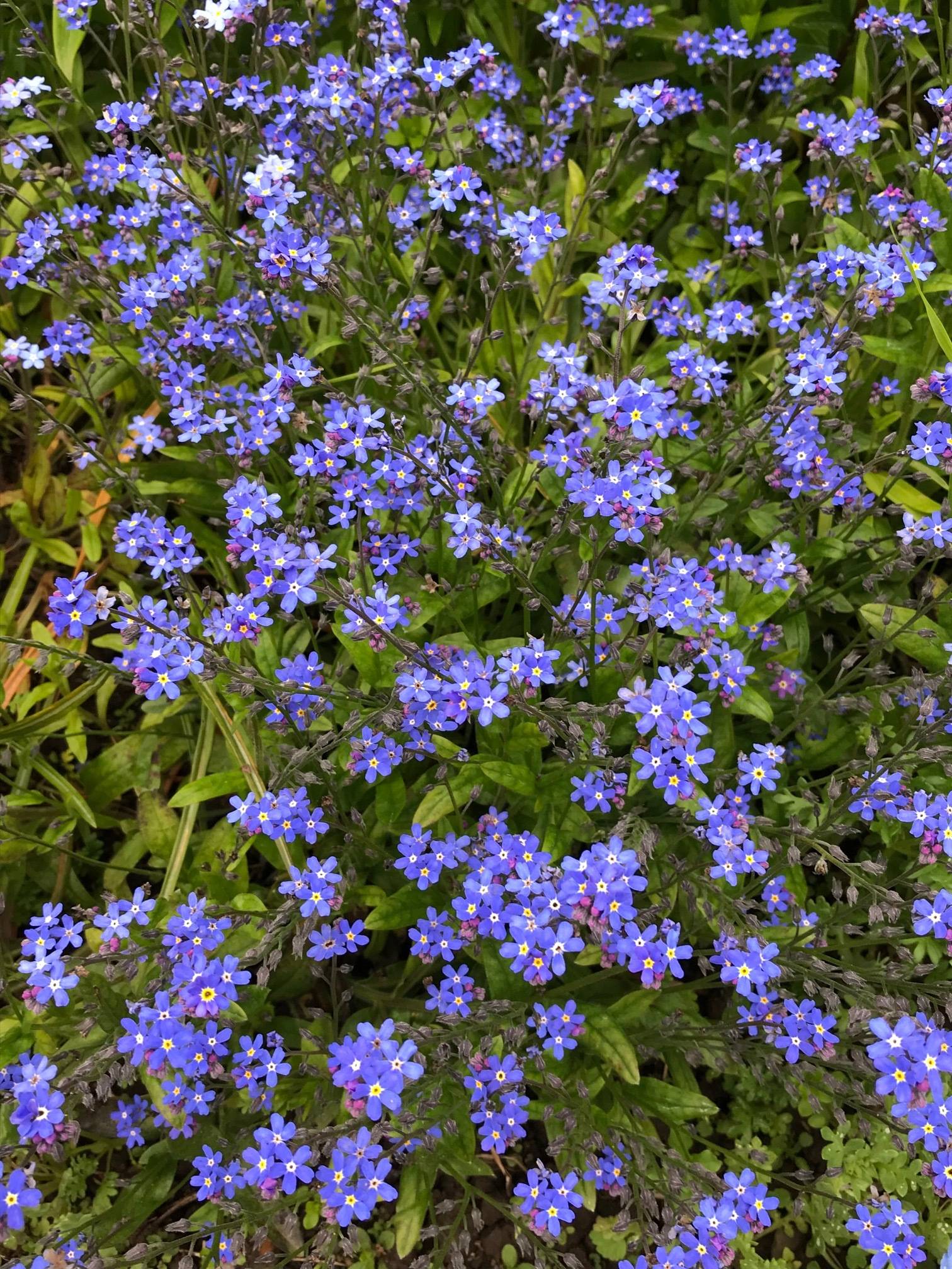 Forget-me-nots add a welcome burst of blue. (Photo by Rosemary Fitzpatrick)