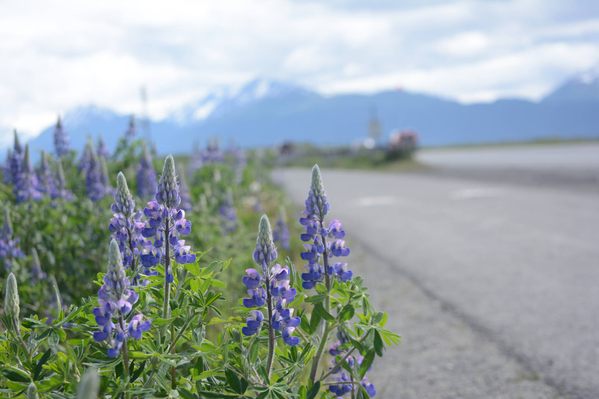 Purple haze Lupines bloom along the Homer Spit Trail on Tuesday, June 19. Lupines usually bloom in late June on the Spit, bringing a burst of color to the trail running from Kachemak Drive to Coal Point at the end of the road. (Photo by Michael Armstrong/Homer News).