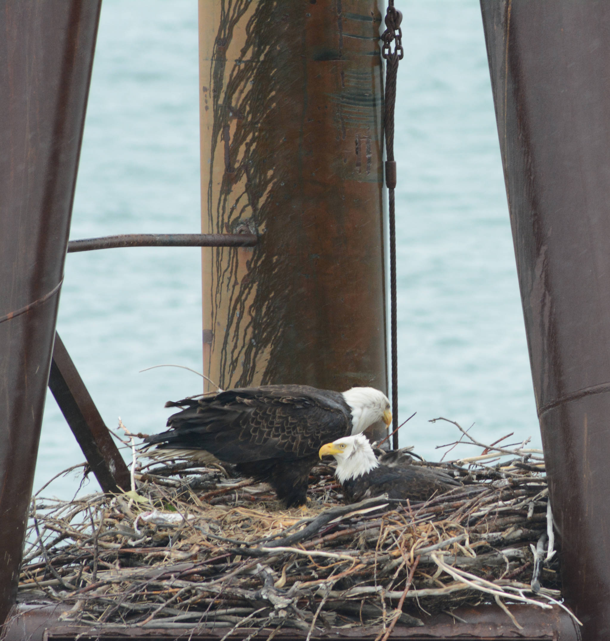 Two bald eagles sit on a nest they built on an unused dolphin off the Homer, Alaska, Spit last Friday, June 15, 2018. At least one eagle chick has been seen in the nest. (Photo by Michael Armstrong/Homer News)