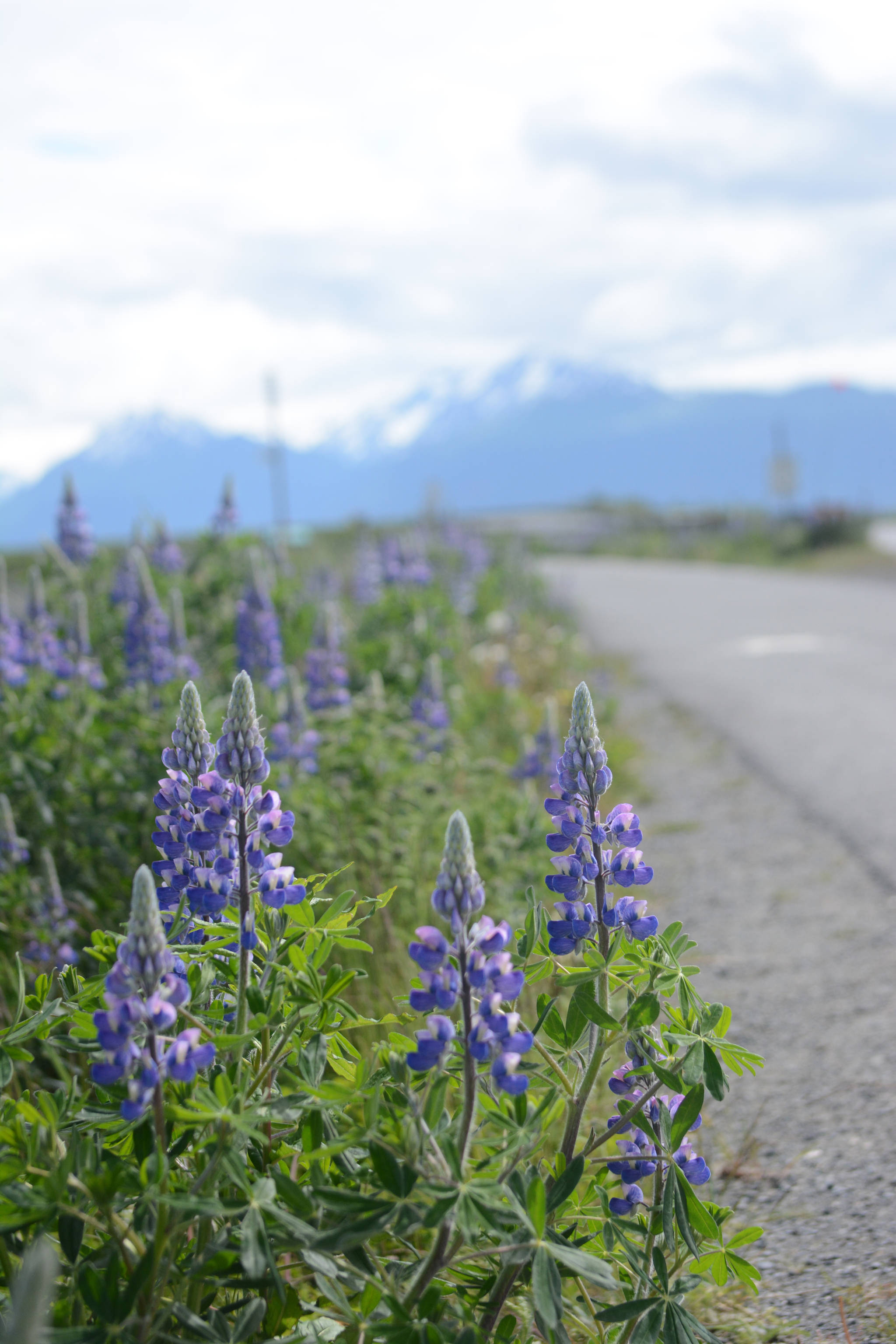Lupines bloom along the Homer Spit Trail on Tuesday, June 19. Lupines usually bloom in late June on the Spit, bringing a burst of color to the trail running from Kachemak Drive to Coal Point at the end of the road. (Photo by Michael Armstrong/Homer News).