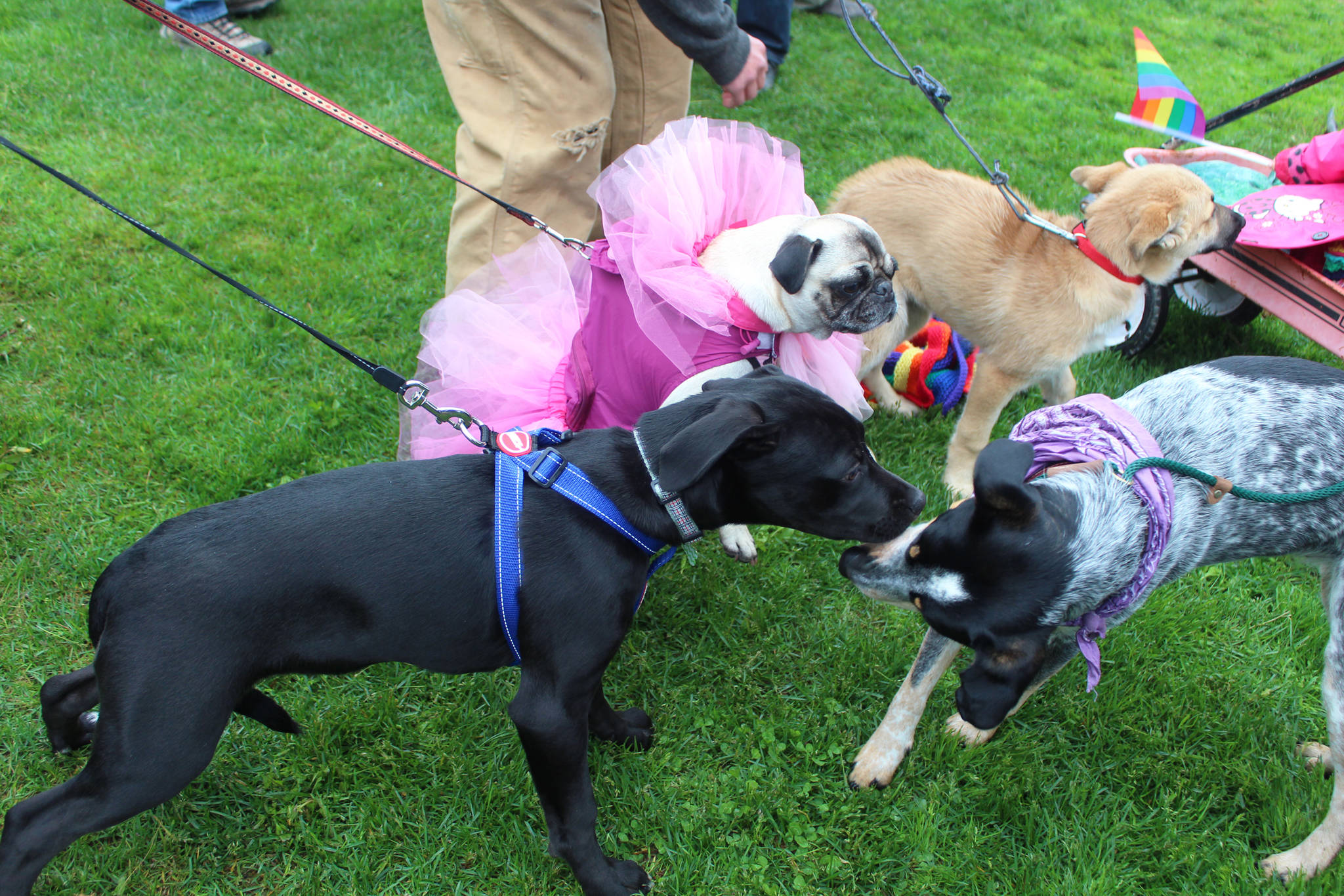 Several pups get to know each other and prepare for Homer’s first Pride March on Saturday, June 23, 2018 at WKFL Park in Homer, Alaska. About 280 human participants showed up for the event. (Photo by Megan Pacer/Homer News)