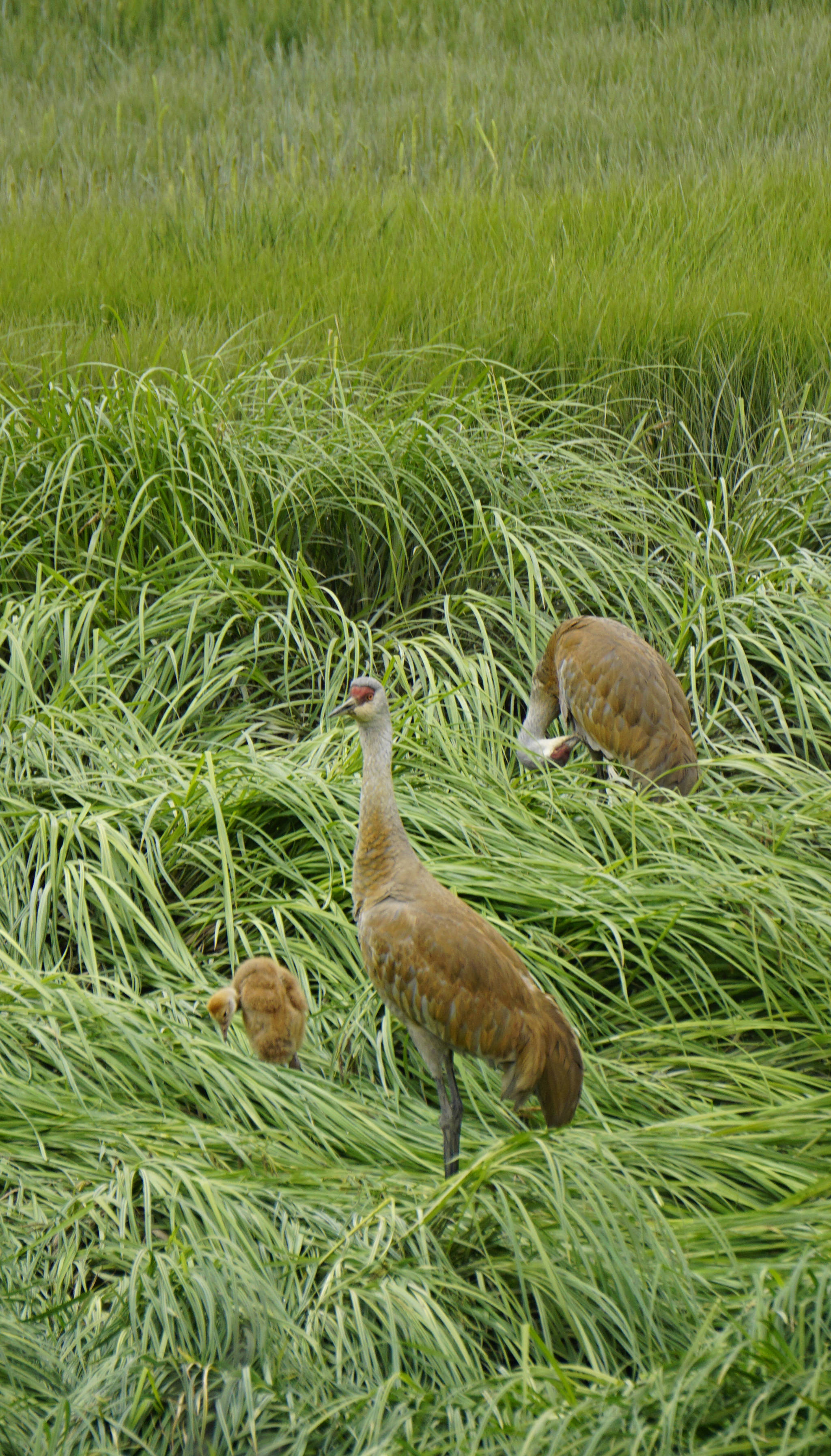 A pair of sandhill cranes and a young colt feed in Beluga Slough at the southeast corner near the pedestrian and bike path about 11:30 a.m. Saturday, June 23, 2018 in Homer, Alaska. (Photo by Michael Armstrong/Homer News)