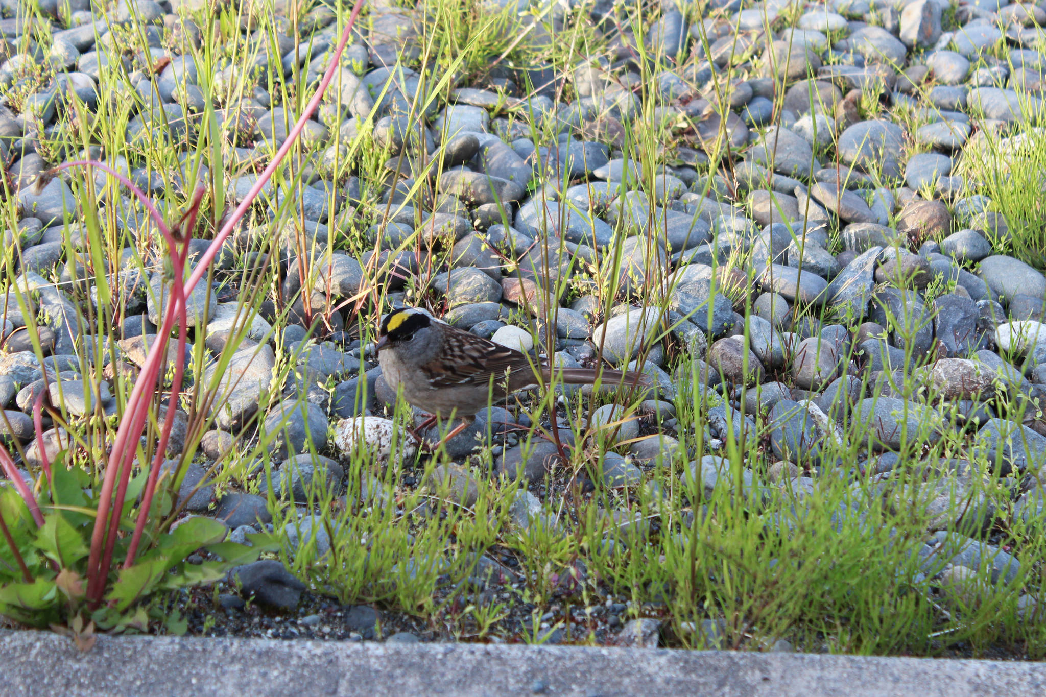 A golden crowned sparrow hops along through the gravel and grass just off Lake Street on Monday, June 23, 2018 in Homer, Alaska. (Photo by Megan Pacer/Homer News)