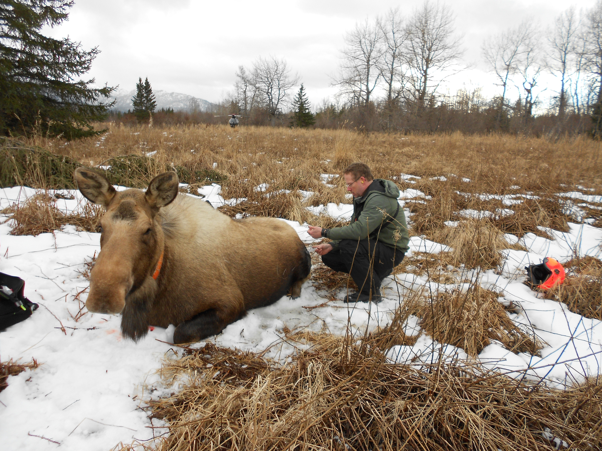 Biologist discusses peninsula moose populations