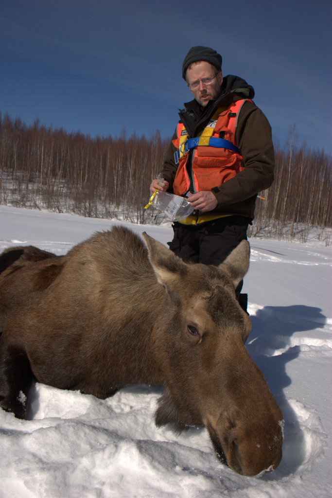 Biologist discusses peninsula moose populations