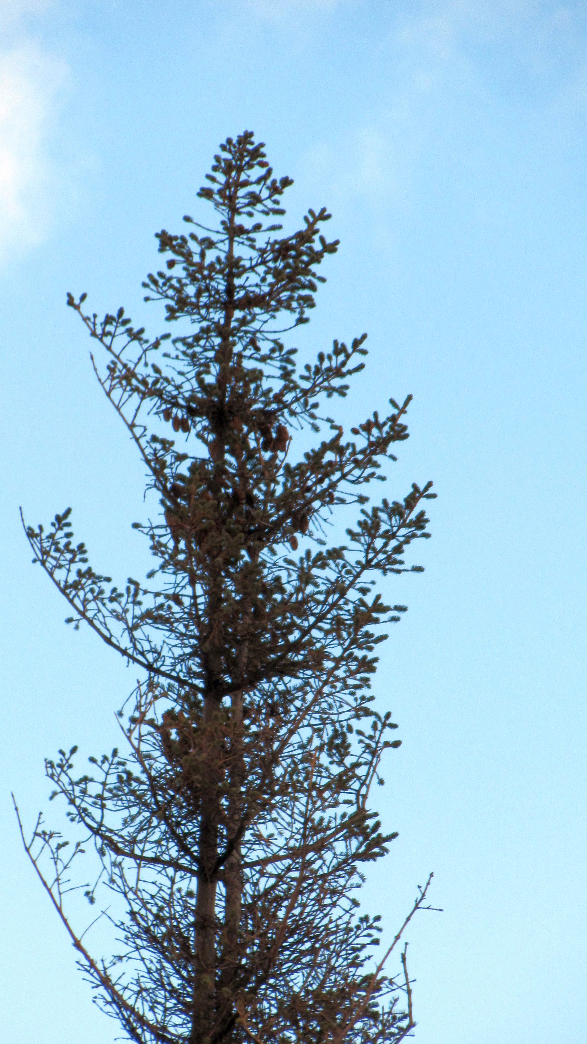 Photos by John Winters, Alaska Division of Forestry. A spruce tree damaged by spruce aphids shows the loss of needles that results.