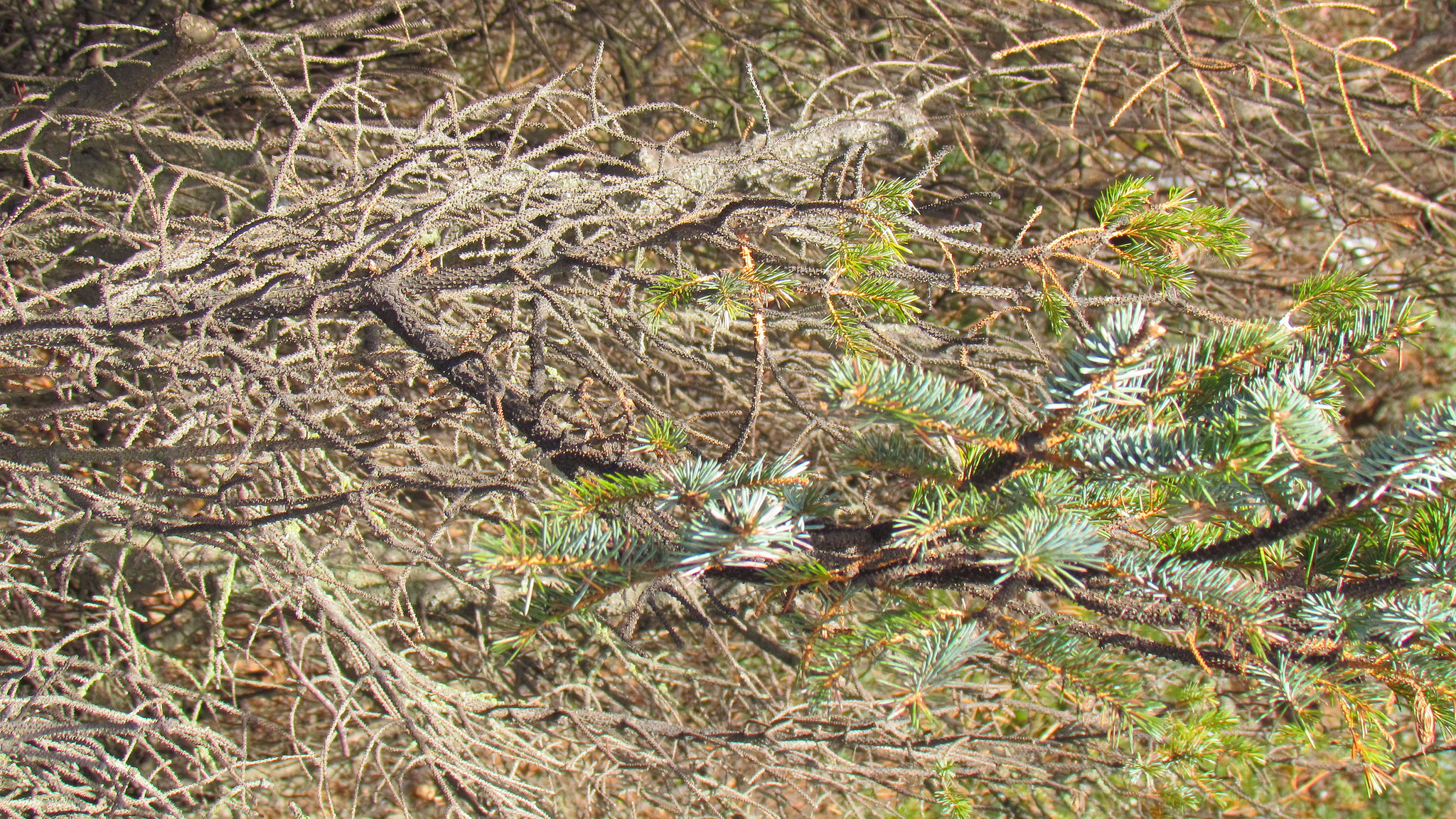 Cold may curtail spruce aphids