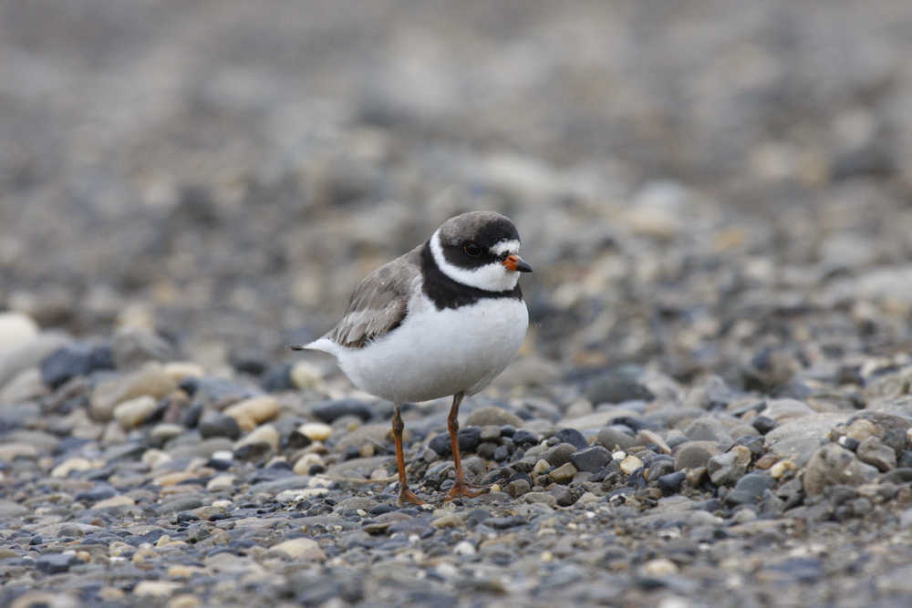 A semi-palmated plover.