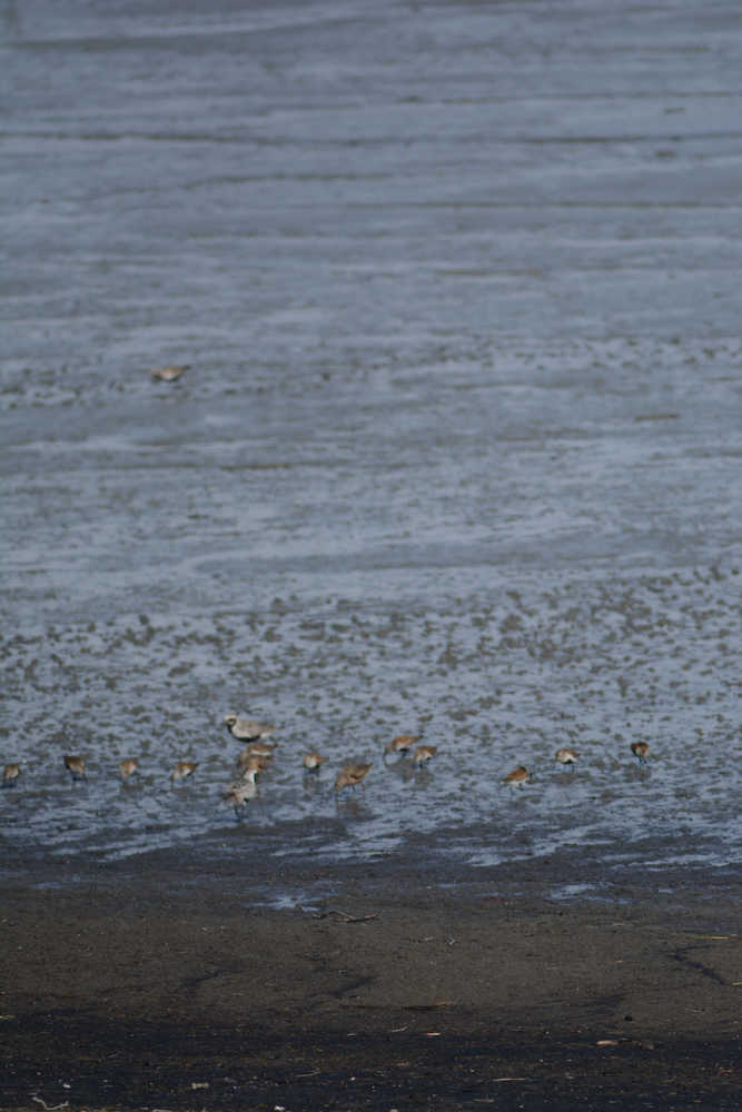 Top 10 shorebirds sure to delight