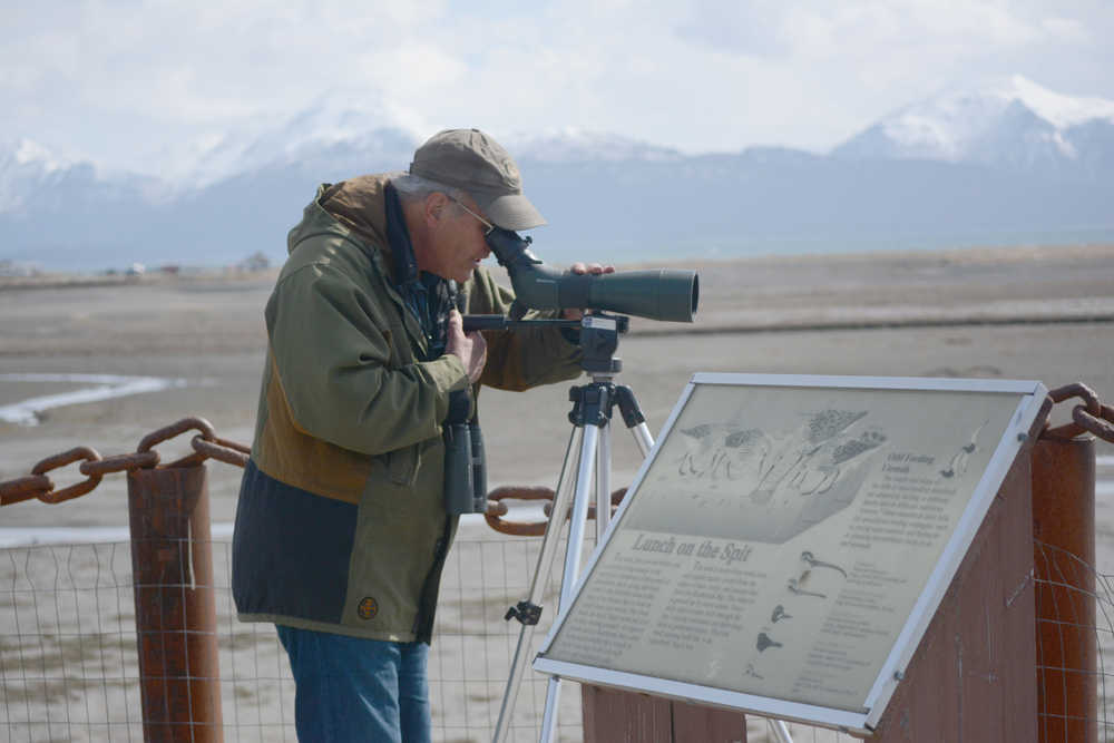 George Matz looks for birds during a shorebird monitoring session last Friday at Lighthouse Village near the Mariner Park Slough. A group of birders identifies species and counts numbers every five days in late April and May during the shorebird migration.