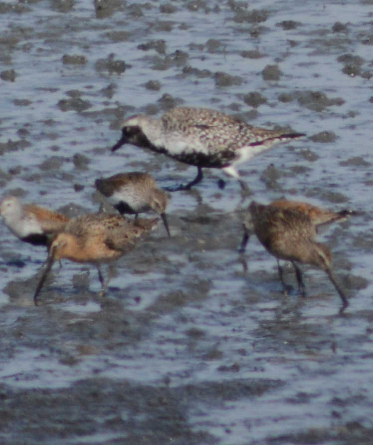 Black-bellied plovers, dunlins and short-billed dowitchers feed in Mud Bay on the outgoing high tide about 2:30 p.m. last Friday.