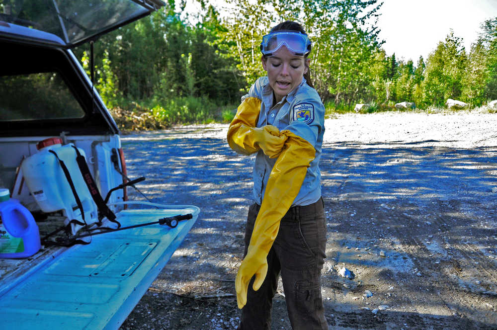 Photo by Elizabeth Earl/Peninsula Clarion Jen Peura, a seasonal biotech with the Kenai National Wildlife Refuge, pulls on the long gloves necessary to spray herbicides on invasive plants near the Egumen Lake trailhead on Tuesday, June 21, 2016.