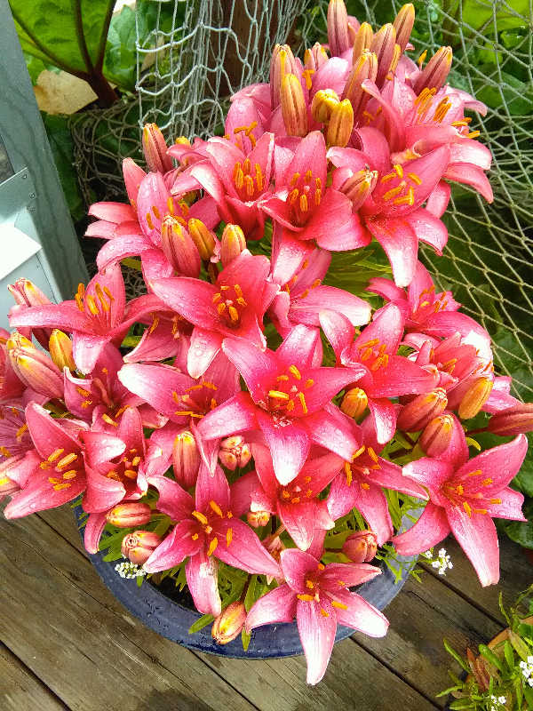 Recent blooming flowers from the Kachemak Gardener's garden are lillies (pictured), and rosa pimpinellifolia
