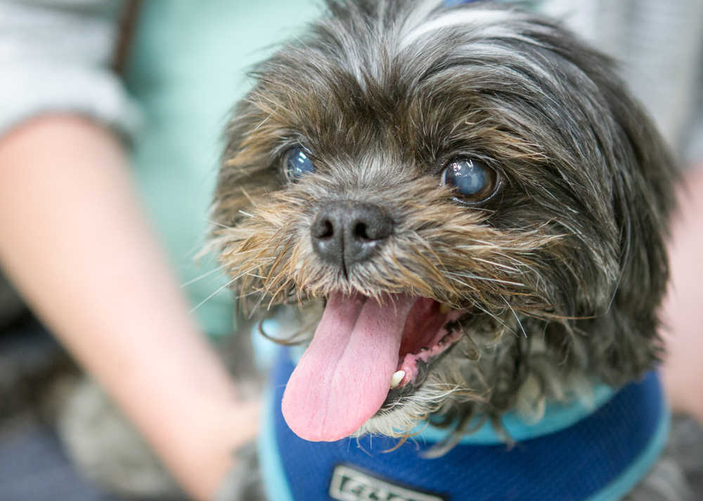 Have you ever seen a more adorable little face? Oscar is a 13-year-old Shihtzu, and is just a delight. Perpetually happy, this little guy loves people, is good with other dogs, likes to go for car rides and sit in your lap. He's a little hard of hearing, but hey, the nose (and heart) work just fine. To adopt a pet, call or stop by the Animal Shelter across from the city's Public Works Department off the Sterling Highway. The shelter is open from noon-5 p.m. Tuesday through Saturday. For more information, call 235-3141.