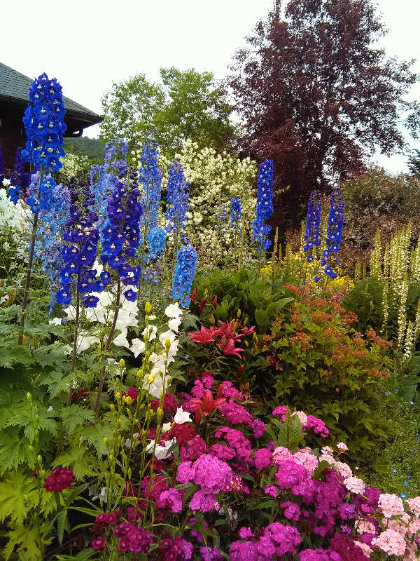 This and that, here and there. Sweet William, lilies, campanula, delphiniums, verbascum Bold Queen and mock orange bloom in the Kachemak Gardener's garden.