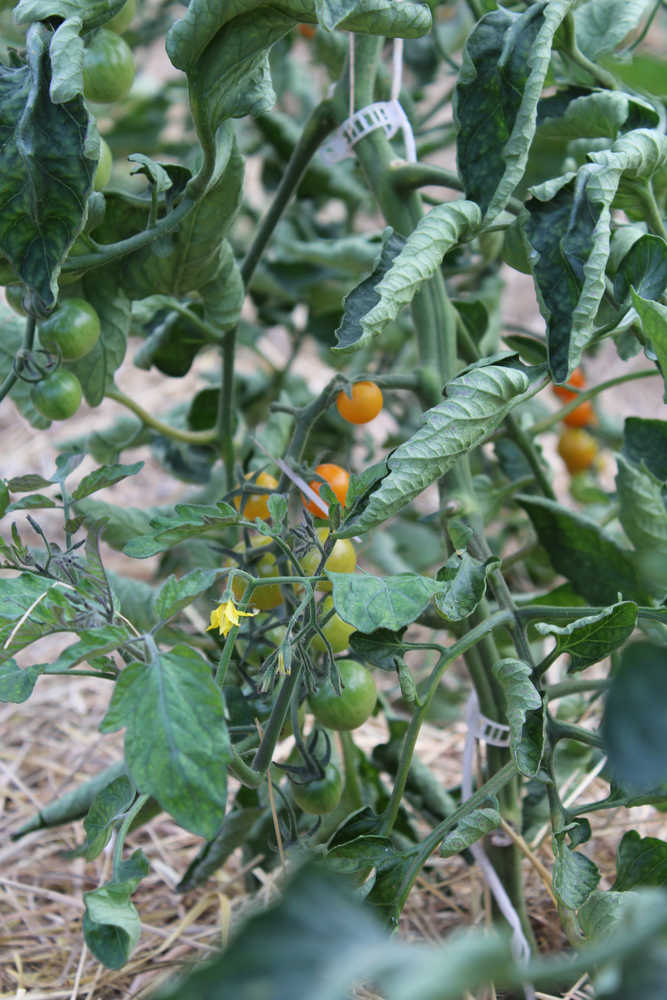 Tomato plants grow in one of Synergy Gardens' high tunnels. Despite the cooler Alaskan temperatures, which make the leaves curl in on themselves, the ripe tomatoes have an intensely sweet flavor.