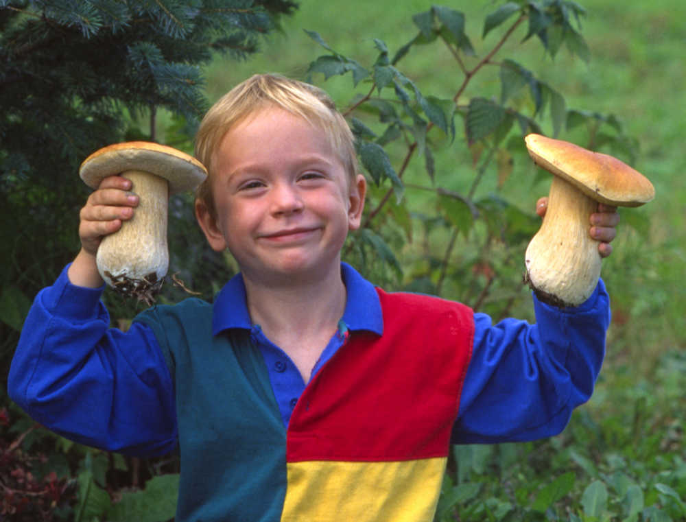 Neil McArthur and Harriette Parker's son Colin McArthur shows off two King Boletees in 1994, when he was about 5 years old. Colin was in on preparation for the 1994 edition of Alaska's Mushrooms at an early age and it influenced him later, Neil said. Colin lives in Portland, Ore. and is part of the band Animal Eyes, which plays in Homer every year. One of their songs is called "Mushroom Hunter."-photo provided