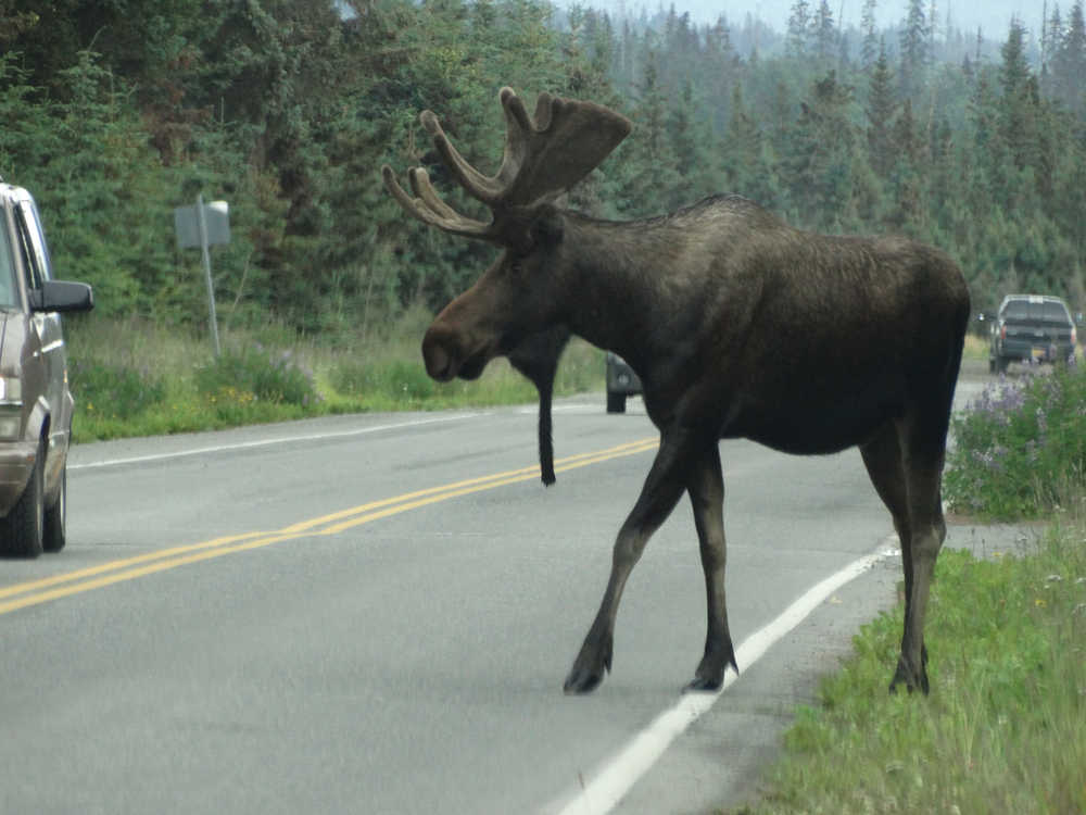A bull moose starts to cross FAA Drive - the road to the airport - about 3:40 p.m. last Thursday.