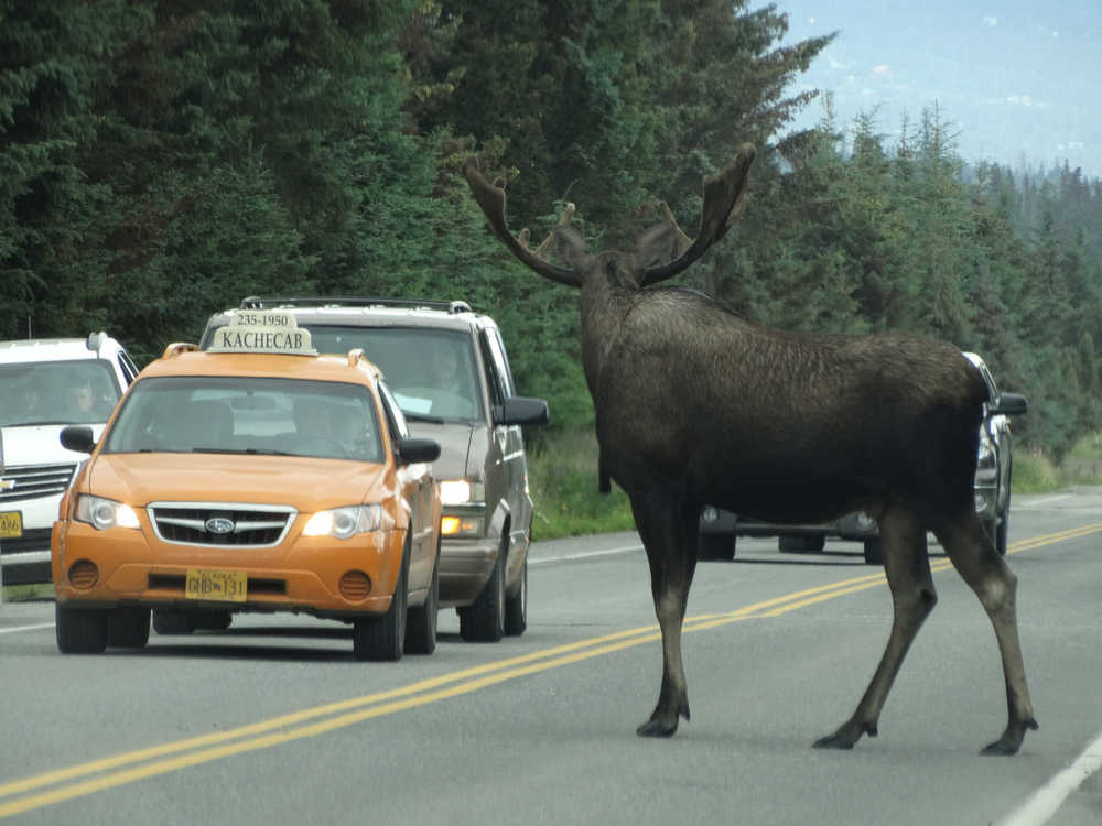 A bull moose causes a traffic jam about 3:40 p.m. last Thursday on FAA Drive, the road to the airport.