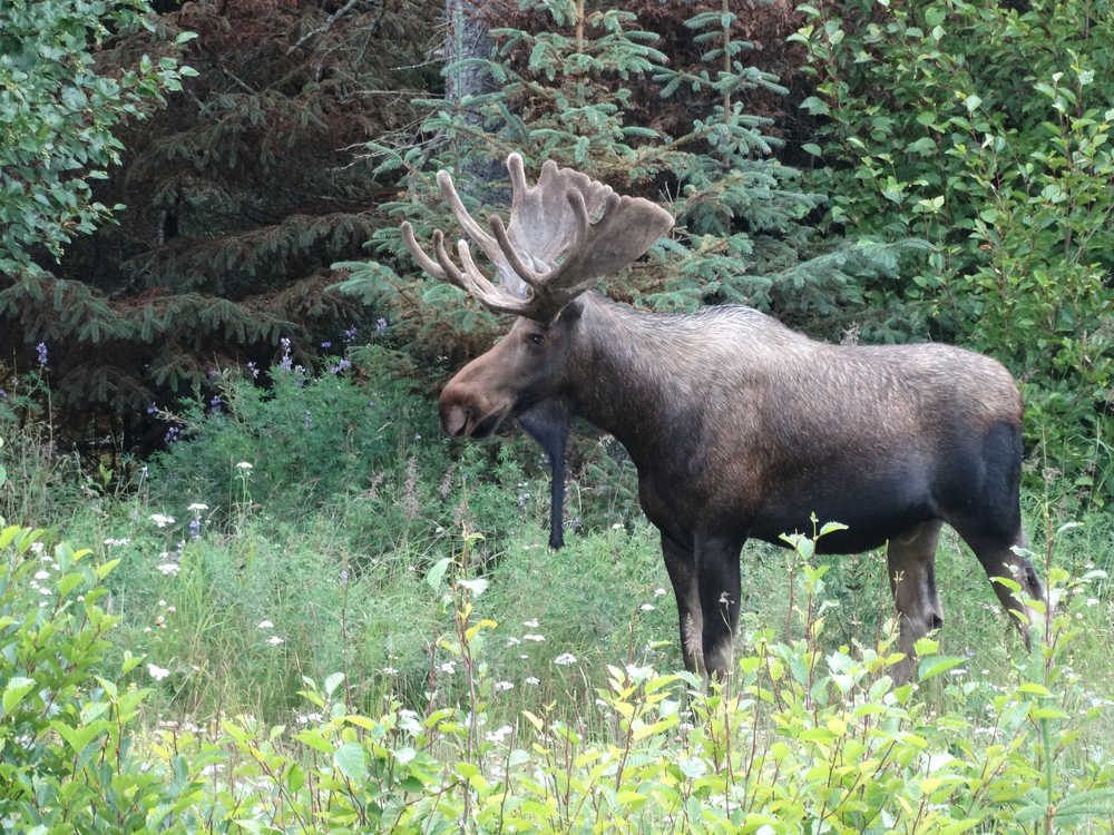 A bull moose reaches the other side and goes into the woods on FAA Drive about 3:40 p.m. last Thursday.