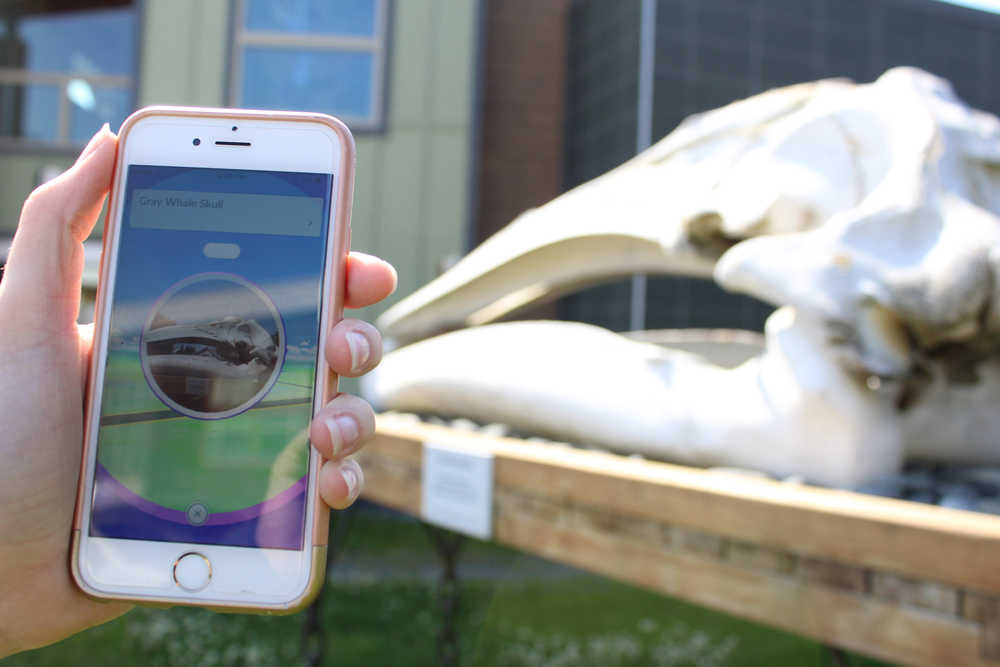 Kachemak Bay Campus' gray whale skull is a Pokestop, located just across from the Pioneer Hall stop.