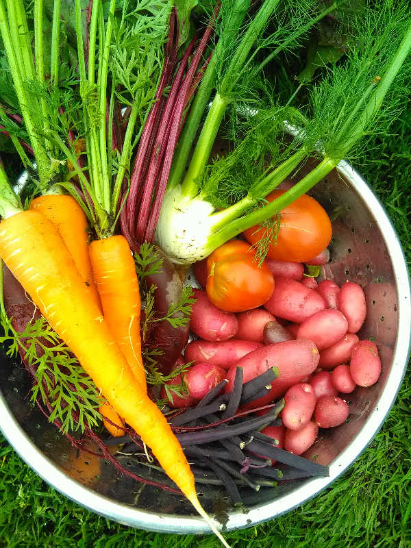 Carrots + beets + French fingerling potatoes + fennel bulb + tomatoes + Royal Burgundy beans = dinner.