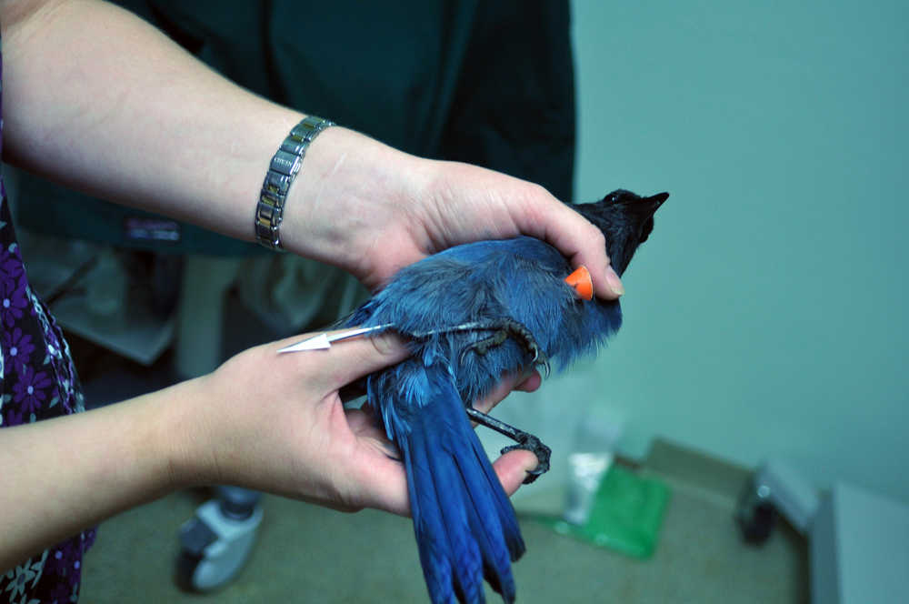 Jennifer Wambach holds a Steller's jay shot with a blowgun dart. Veterinarians Dr. Ralph Broshes and Dr. Dorothy Sherwood removed the dart from the jay as well as another jay shot with a dart. Both jays were released back into the wild.