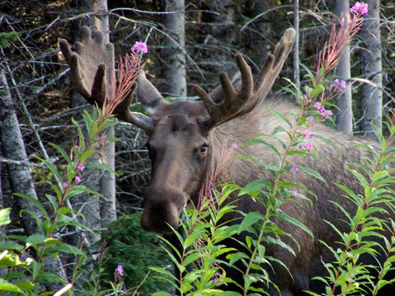 A bull moose browses off Lakeshore Drive on Tuesday. The moose appears to have only three brow tines on either side and thus wouldn’t be a legal kill it it were outside city limits.-Photo courtesy of George Harbeson