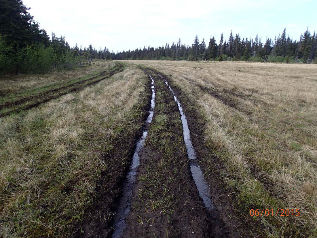 Kachemak Heritage Land Trust reported extensive ATV damage to a wetland on one of its properties located off West Skyline Drive. This particular property includes important wetland habitat, known as a headwater fen, that filters pollutants from water within the Bridge Creek watershed as it passes through on its way to the Bridge Creek Reservoir, Homer’s primary source of drinking water.  -Photo Provided
