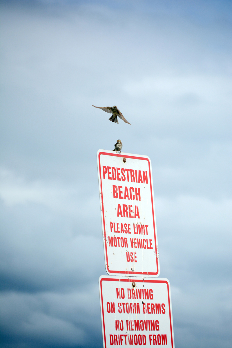 Two savannah sparrows fly around a sign at the Mariner Park Beach on the Homer Spit near the storm berm. Over the past years, the berm has built up, improving habitat for birds.-Photo by Michael Armstrong, Homer News