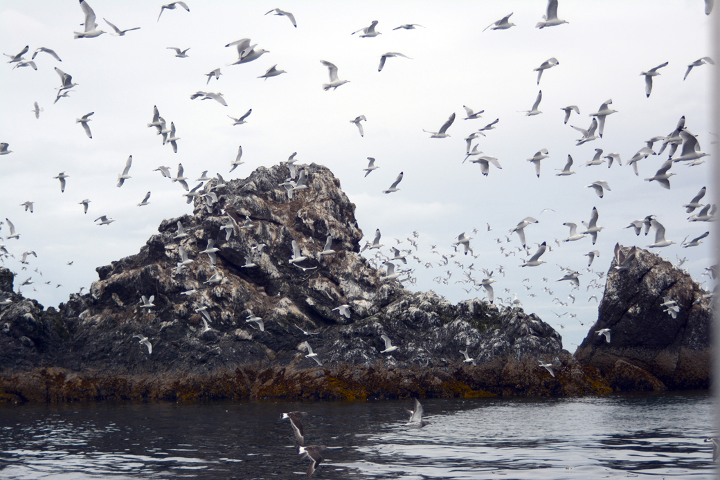 Part of the Center for Alaskan Coastal Studies tour, Ocean Connection, includes a visit to the seabird rookery at Gull Island. It also includes a visit to an oyster farm, but otherwise is open ended.-Photo by Michael Armstrong, Homer News