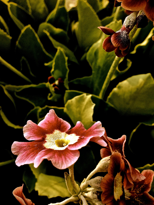 One of Debbie Fanatia’s photographs from her show “Botanica,” showing at Ptarmigan Arts.