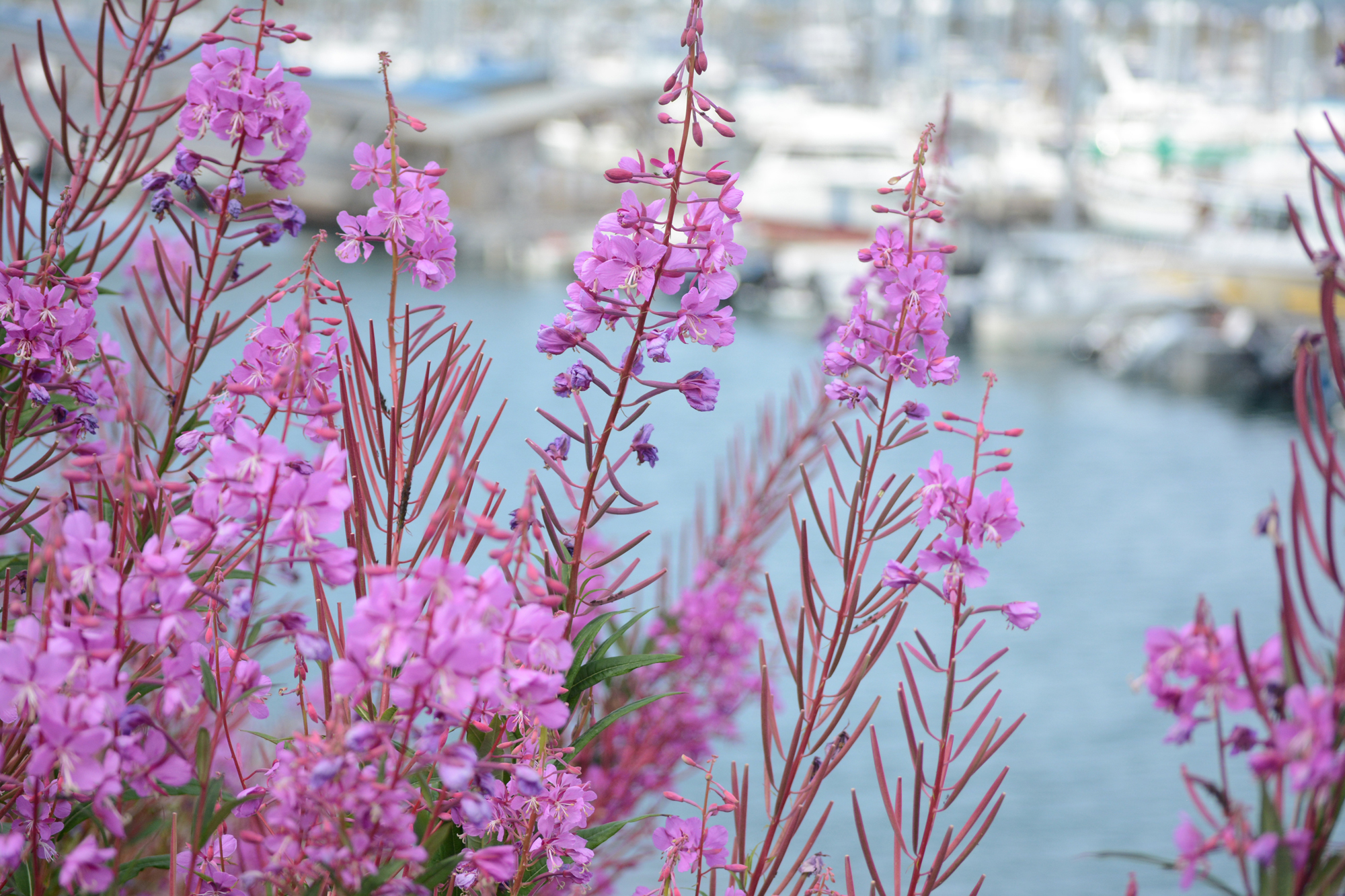 Petals have started to fall off fireweed at the Homer Harbor on Tuesday — a sign that summer is either early or already fading.-Photo by Michael Armstrong