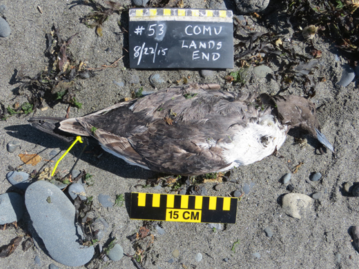 This photo by COASST volunteer Carol Harding shows a dead and tagged murre found Aug. 22 on the Homer Spit. Volunteers tag dead birds to show they’ve been counted but otherwise leave the birds alone — something scientists recommend for beach walkers who find dead birds.