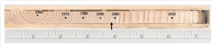 Fig. 1: This tree core sample is from a Sitka spruce that was too small (5 ½ inches diameter) to be killed by the spruce bark beetles in the 1990s.  In the late 1990s its larger neighbors were killed and the canopy opened up, releasing the tree’s growth in 1999 (arrow). At 13 inches today the tree is now growing vigorously and is prime fodder for the beetles. The corky-looking phloem layer (between the wood and the darker outer bark) is big enough for an adult beetle. -Ed Berg