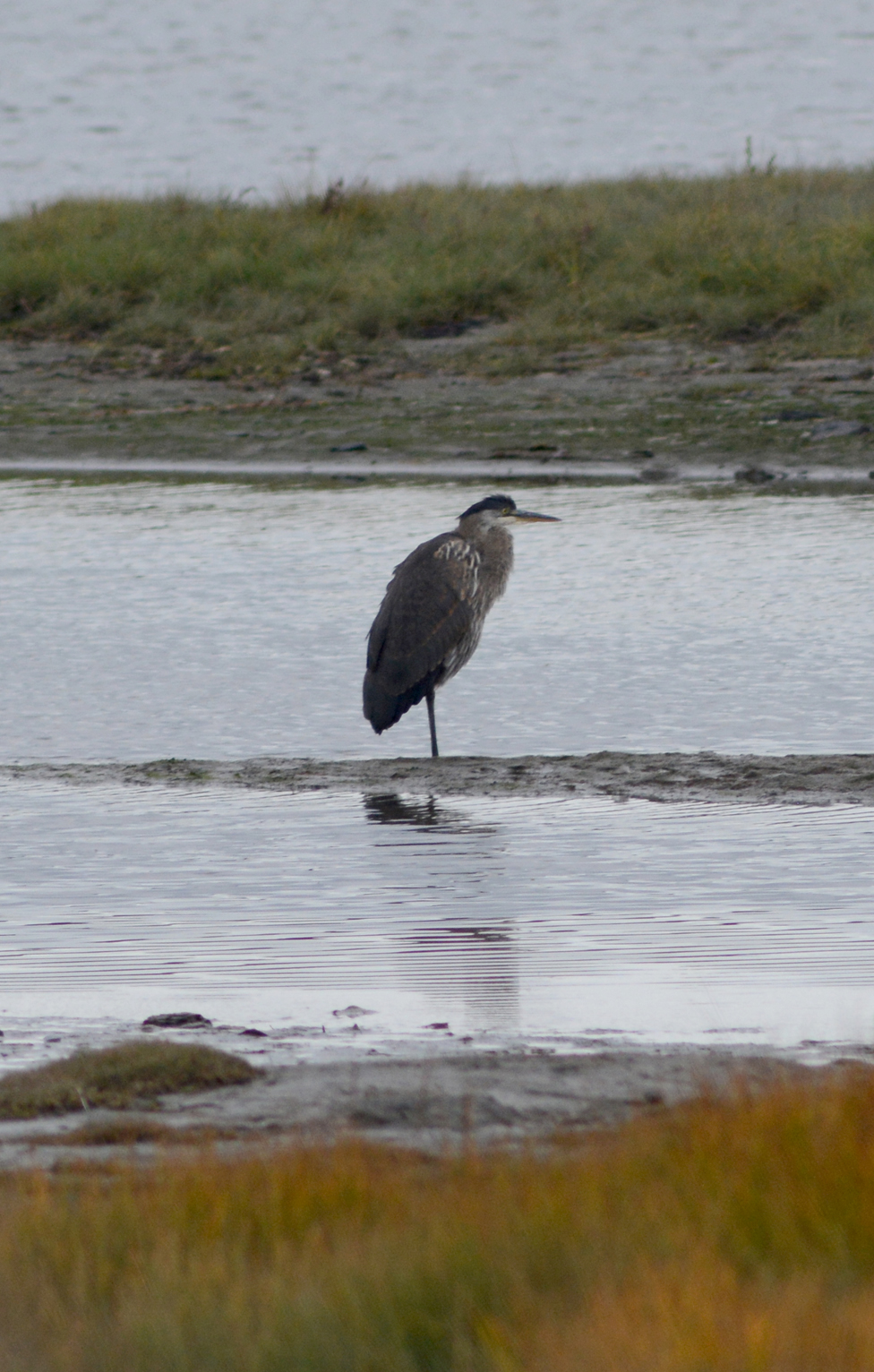 A great blue heron rests in Beluga Slough last week. Herons are more common on the south side of Kachemak Bay, but sometimes visit Homer.-photo by Michael Armstrong, Homer News