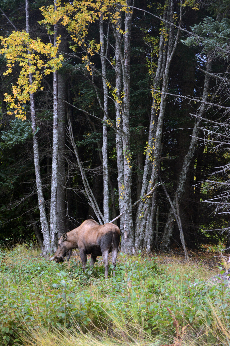 While birch trees have turned yellow, a moose finds some greenery left to graze on along the side of West Hill Road on Tuesday morning. -photo by Michael Armstrong, Homer News