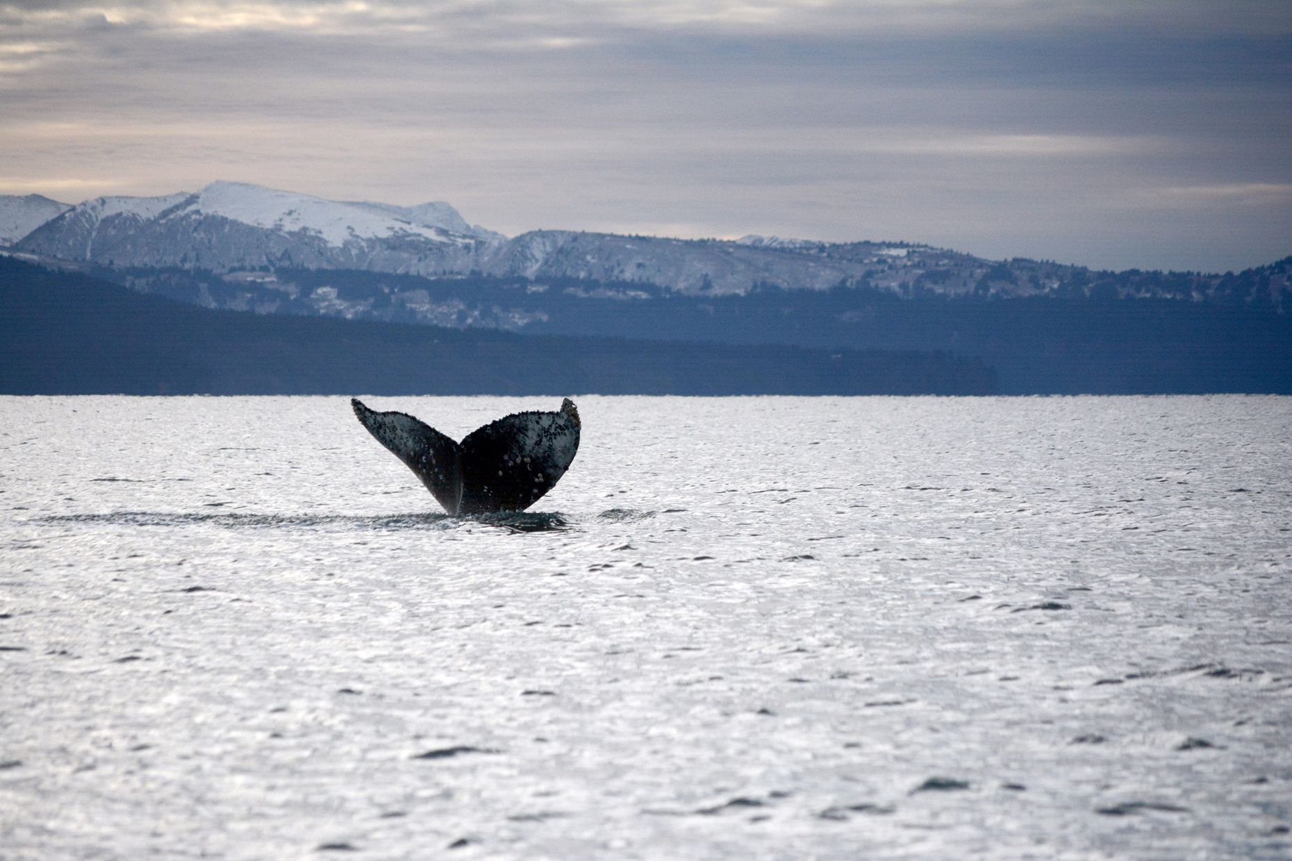 A humpback whale dives in Kachemak Bay on Sunday afternoon. Whales continue to be seen in the bay this month. At least a dozen whales were spotted on a boat trip, with some swimming in pairs.-Photo by Michael Armstrong, Homer News