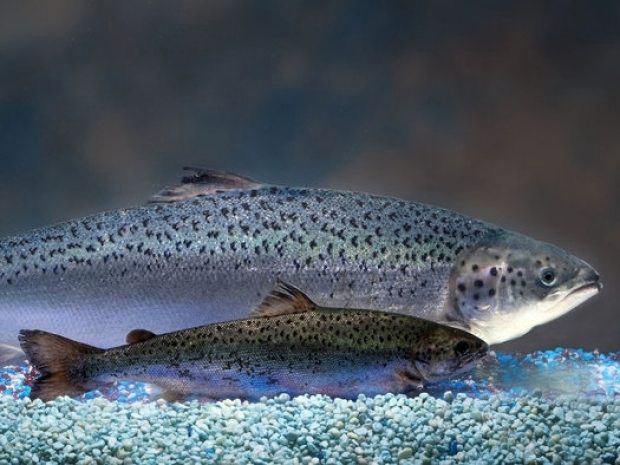The AquaAdvantage salmon (rear) grows larger than a natural salmon (front) by the same age.-Photo courtesy AquaBounty Technologies Inc.