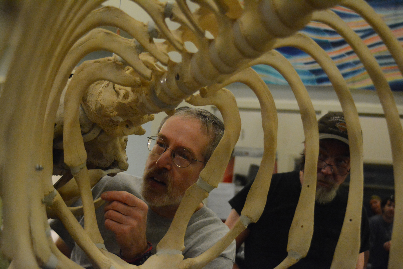 Kachemak Bay Campus instructor Lee Post makes a final adjustment to “Belugie,” a beluga whale skeleton, before it was hung on the ceiling of Bayview Hall last Friday. Post taught a class on whale articulation this semester, and students prepared and put together the skeleton. It’s the second whale hung at KBC and the sixth in Homer.-Photo by Michael Armstrong, Homer News