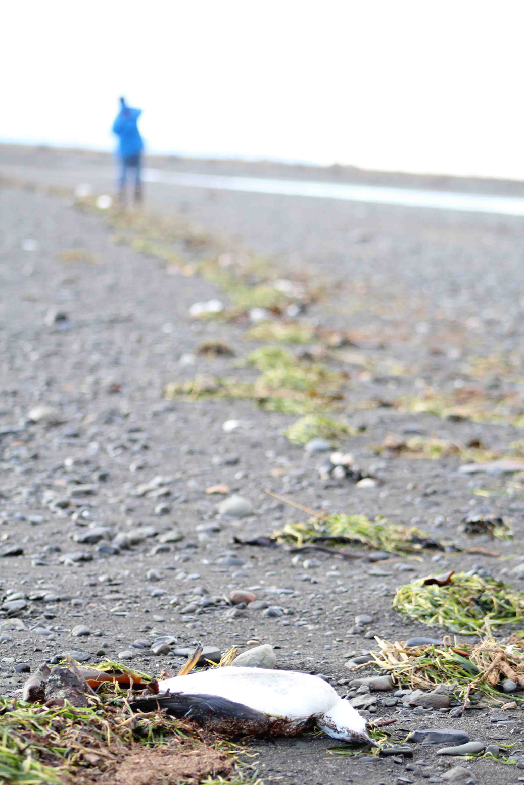 Homer News reporters counted 126 dead murres washed up on the trail by Mud Bay on Dec. 31. Biologists don’t know what is causing the murres to die in such huge numbers.-photo by Anna Frost, Homer News