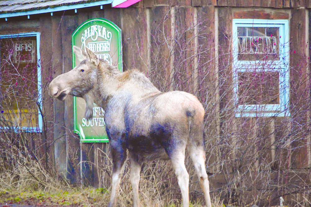 A cow moose chomps on bushes at what once was the Alaska Wildberry building, but which now houses the Saturday market.-Photo by Michael Armstrong, Homer News