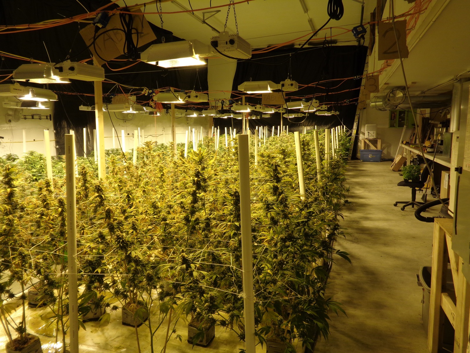 Mature and budding cannabis plants fill up one bay of a 4,400-square-foot building where Homer Police busted a record marijuana grow operation with 1,000 plants.-Photo provided, Homer Police