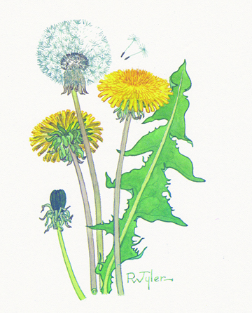 R.W. Tyler’s dandelion is shown over one season.-Image provided