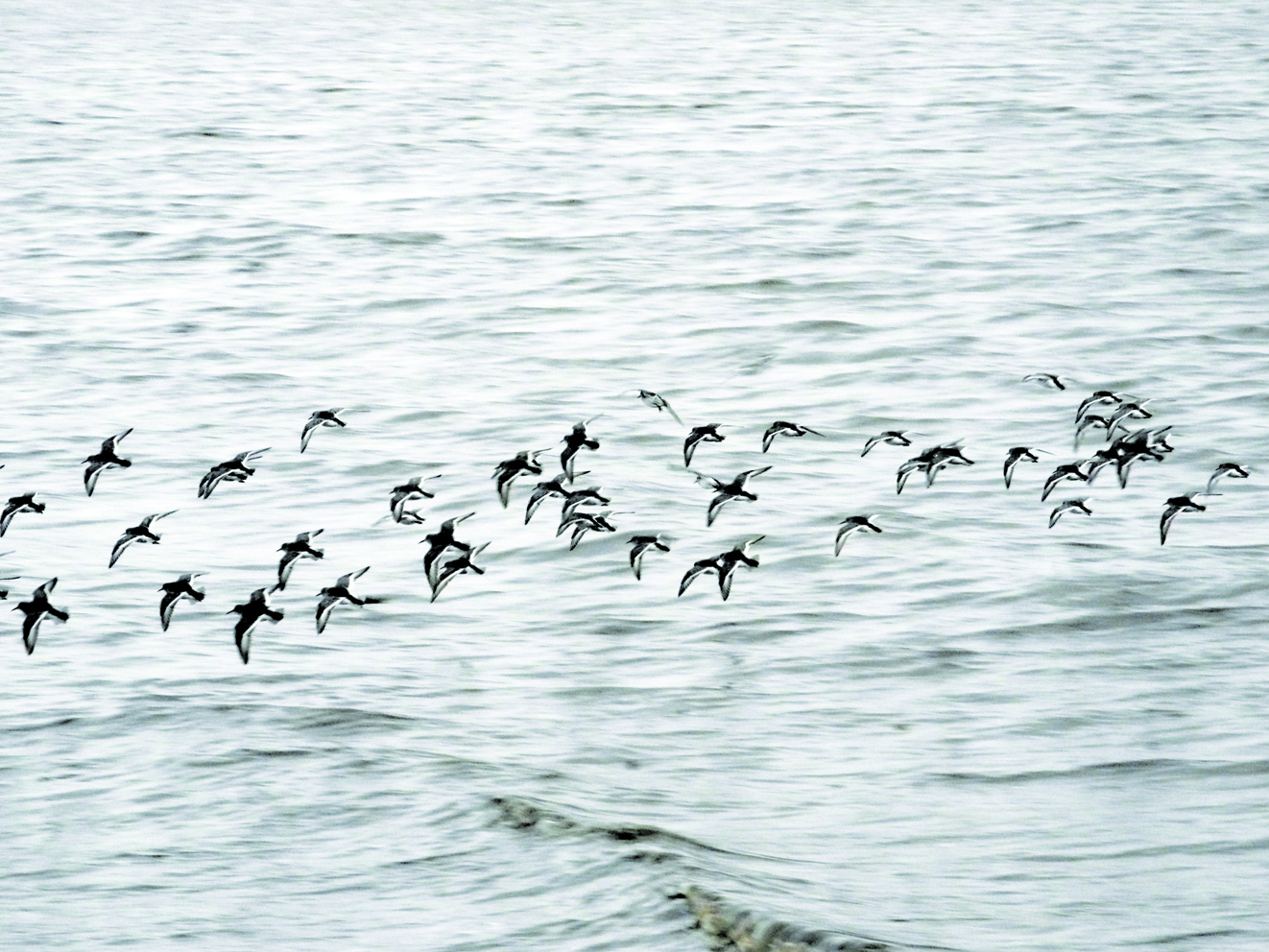 A flock of rock sandpipers flies over Mud Bay last Friday off the Homer Spit. Rock sandpipers winter in Kachemak Bay. Local birders reported seeing groups of up to 3,000 on the Spit last week.-Winging their way to spring