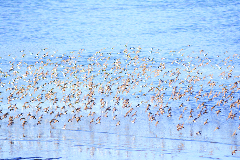 The 24th Annual Kachemak Bay Shorebird Festival starts Thursday, May 12. Get out your binoculars and get ready to watch a pulse of birds — like these Western sandpipers and dunlins that flew by Mud Bay in May 2015 — and tourists who traveled from afar to view Homer’s notable bird populations.-Homer News file photo