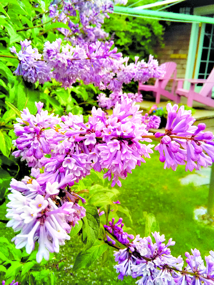 James McFarland and Donald Wymans lilacs are in full bloom in the Kachemak Gardener’s garden.-Photo by Rosemary Fitzpatrick