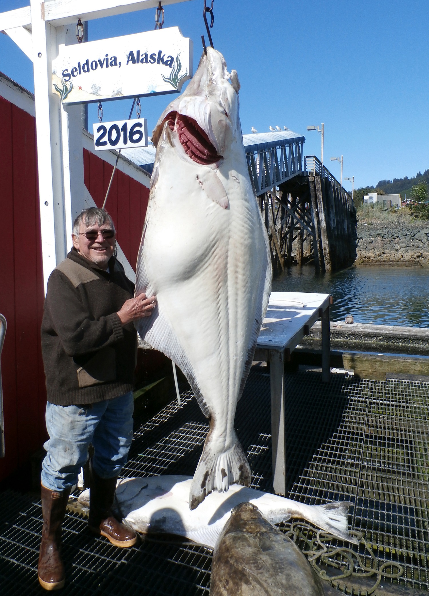 Seldovia resident Dick Wyland poses with the 245-pound halibut he pulled in on July 15. -photo provided