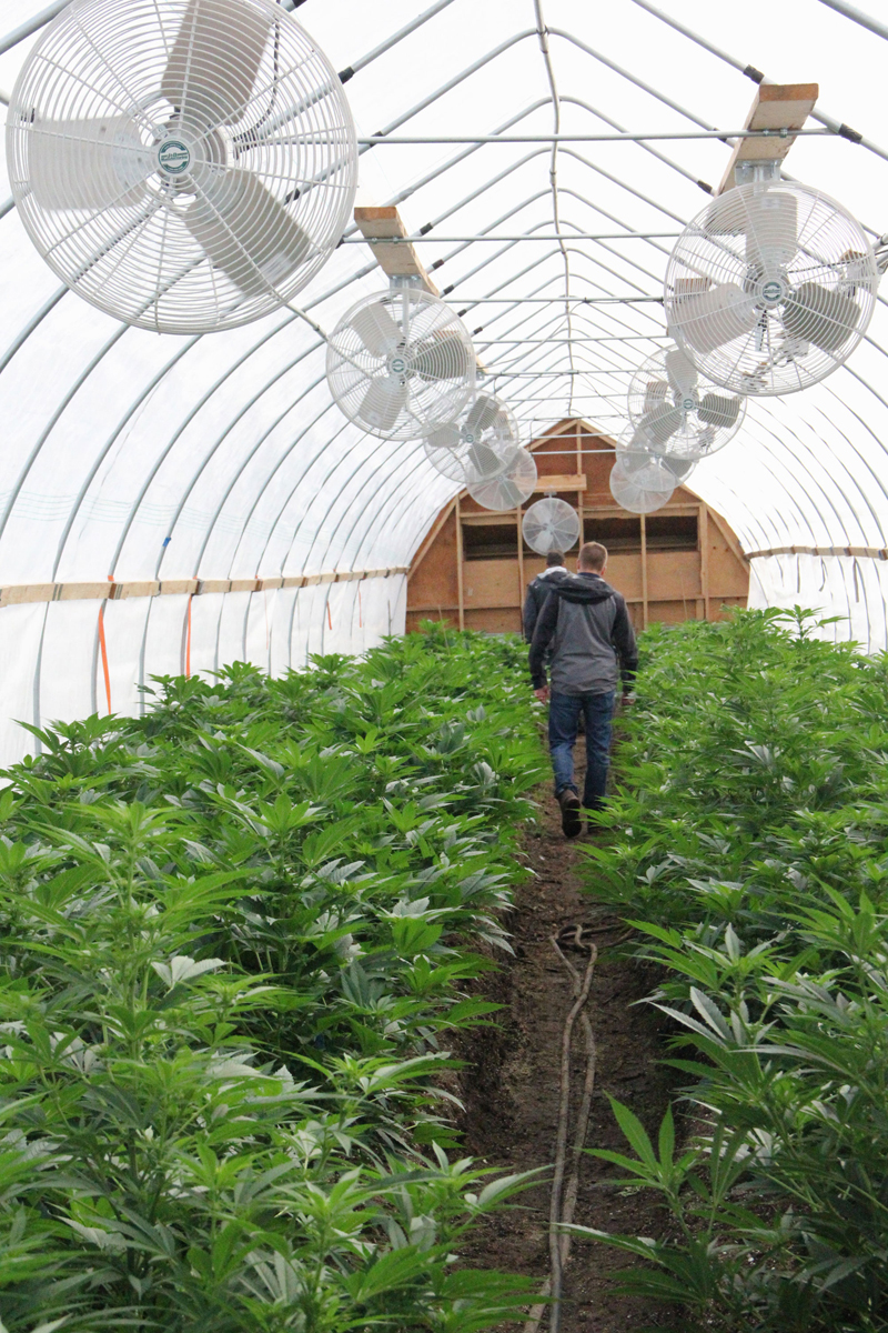 An Alcohol and Marijuana Control Office enforcement officer inspects a greenhouse operated by Greatland Ganja in Kasilof on July 29. A petition to ban commercial marijuana activity in the unincorporated areas of the Kenai Peninsula Borough came up 62 signatures short of the number needed to be placed on the October general election ballot.-Photo by DJ Summers, Morris News Service