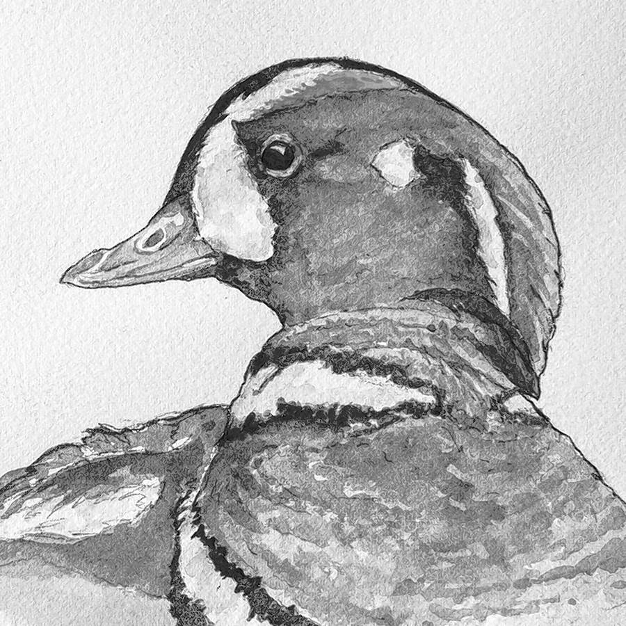 Birds return for shorebird month First Friday